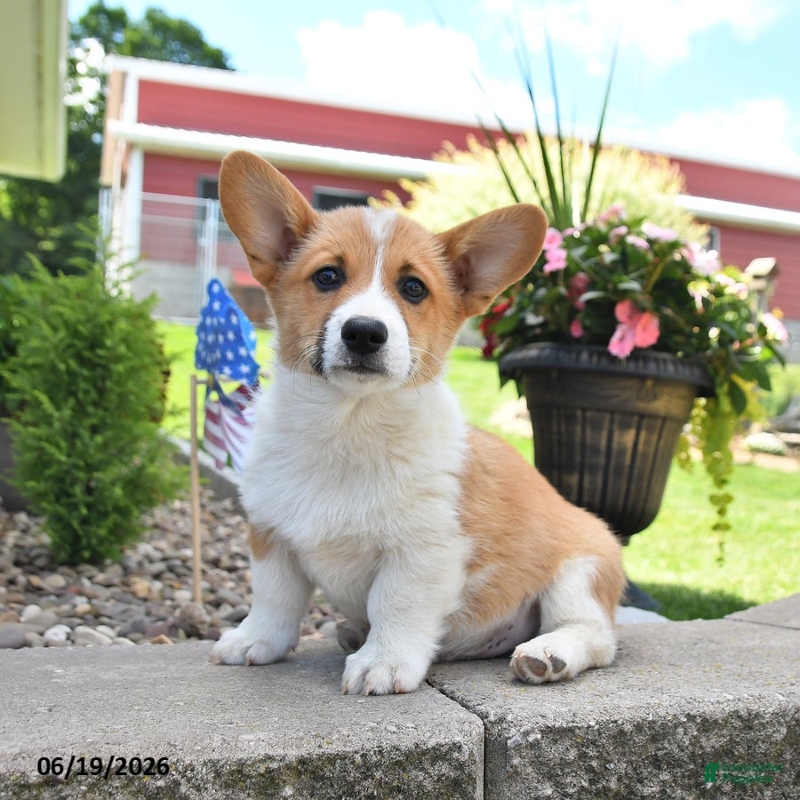 Welsh Corgi Pembroke dogs Richard - Ad 1