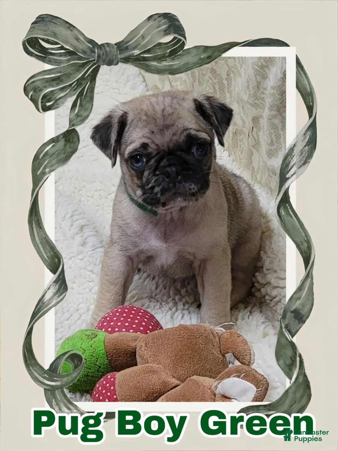 Pug dogs for sale: Pug Puppy Boy Green - Ad 2