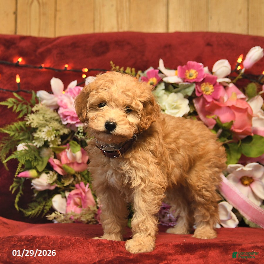 Mini Goldendoodle dogs Cinderella  - Ad 25