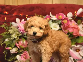 Mini Goldendoodle dogs Cinderella - Ad 25