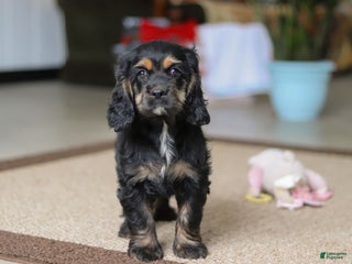 Cocker Spaniel dogs Julia - Ad 14