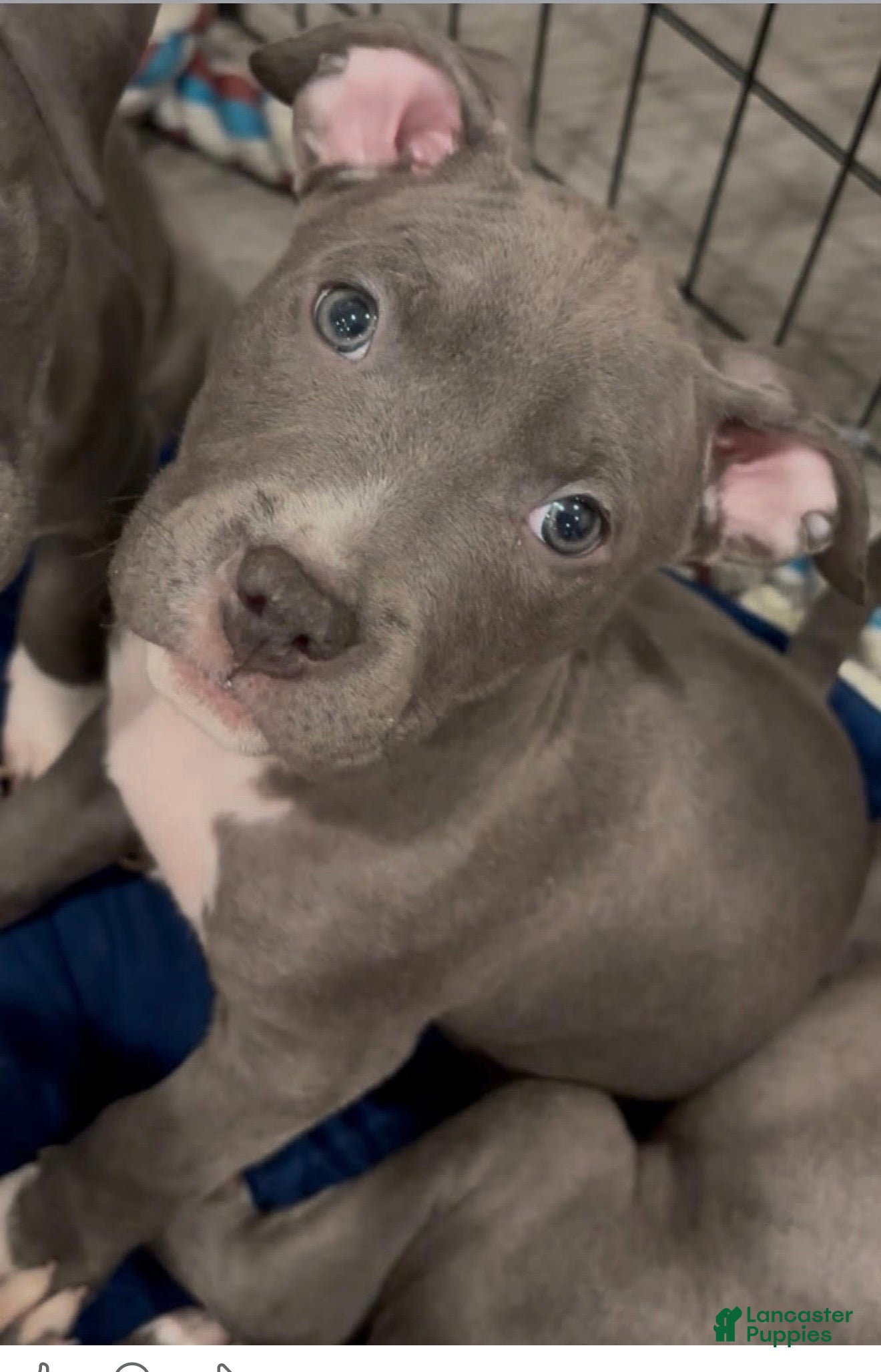 Mixed Breed dogs Ty - Ad 30