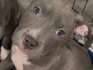 Mixed Breed dogs Ty - Ad 17