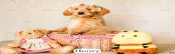 Goldendoodle dogs for sale: Honey - Ad 6