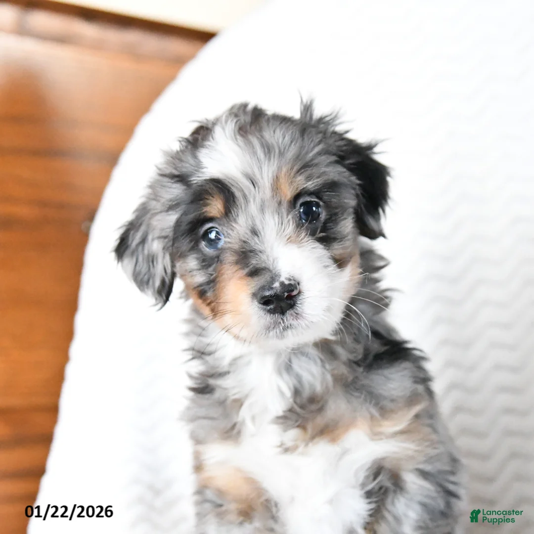 Mini Bernedoodle dogs for sale: Valentine - Ad 9