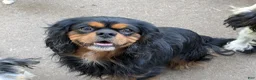 Cavalier King Charles Spaniel dogs for sale: Blue - Ad 6
