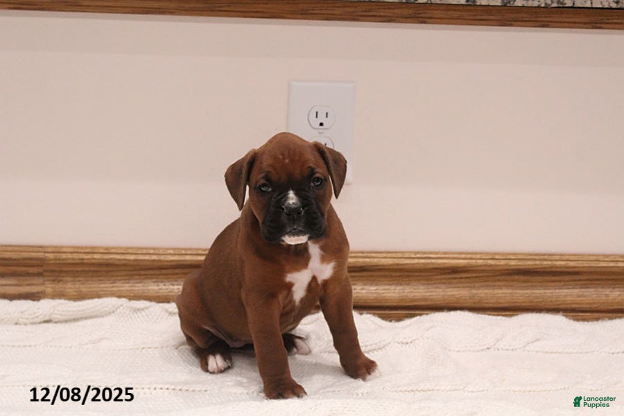 Boxer dogs Bella  - Ad 8