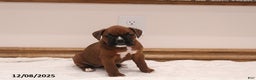 Boxer dogs for sale: Bella  - Ad 1
