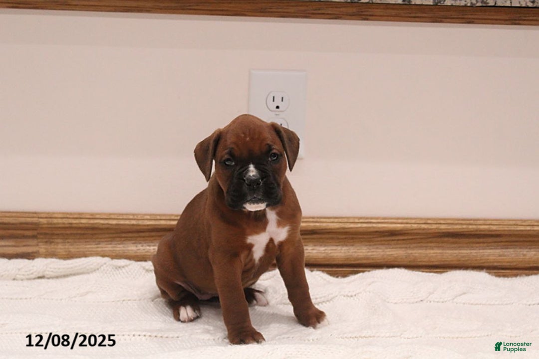 Boxer dogs for sale: Bella  - Ad 1