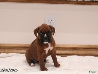 Boxer dogs Bella - Ad 6