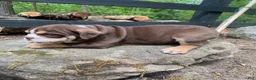 Mixed Breed dogs for sale: Sheba - Ad 7