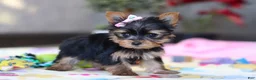 Yorkshire Terrier dogs for sale: Saige - Ad 5