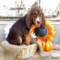 Bloodhound dogs for sale: Jasmine - Ad 2