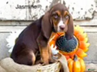 Bloodhound dogs Jasmine - Ad 6