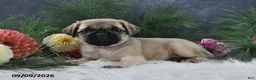 Pug dogs for sale: Natalie - Ad 3