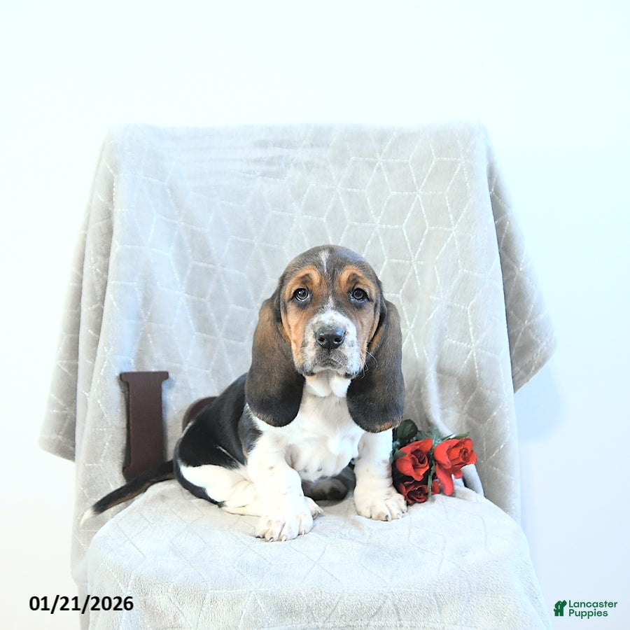 Basset Hound dogs Jacqueline - Ad 1