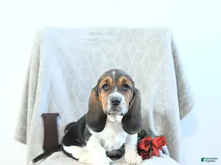Basset Hound dogs Jacqueline - Ad 1
