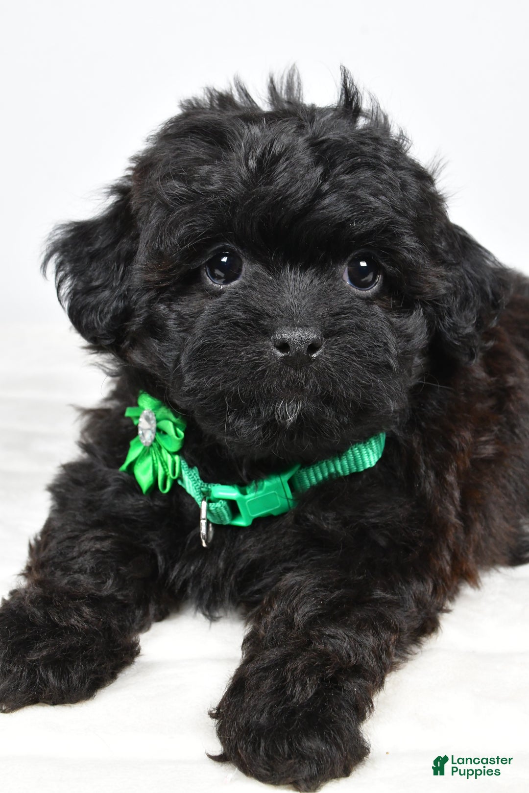 Shihpoo dogs for sale: Ivory - Ad 3