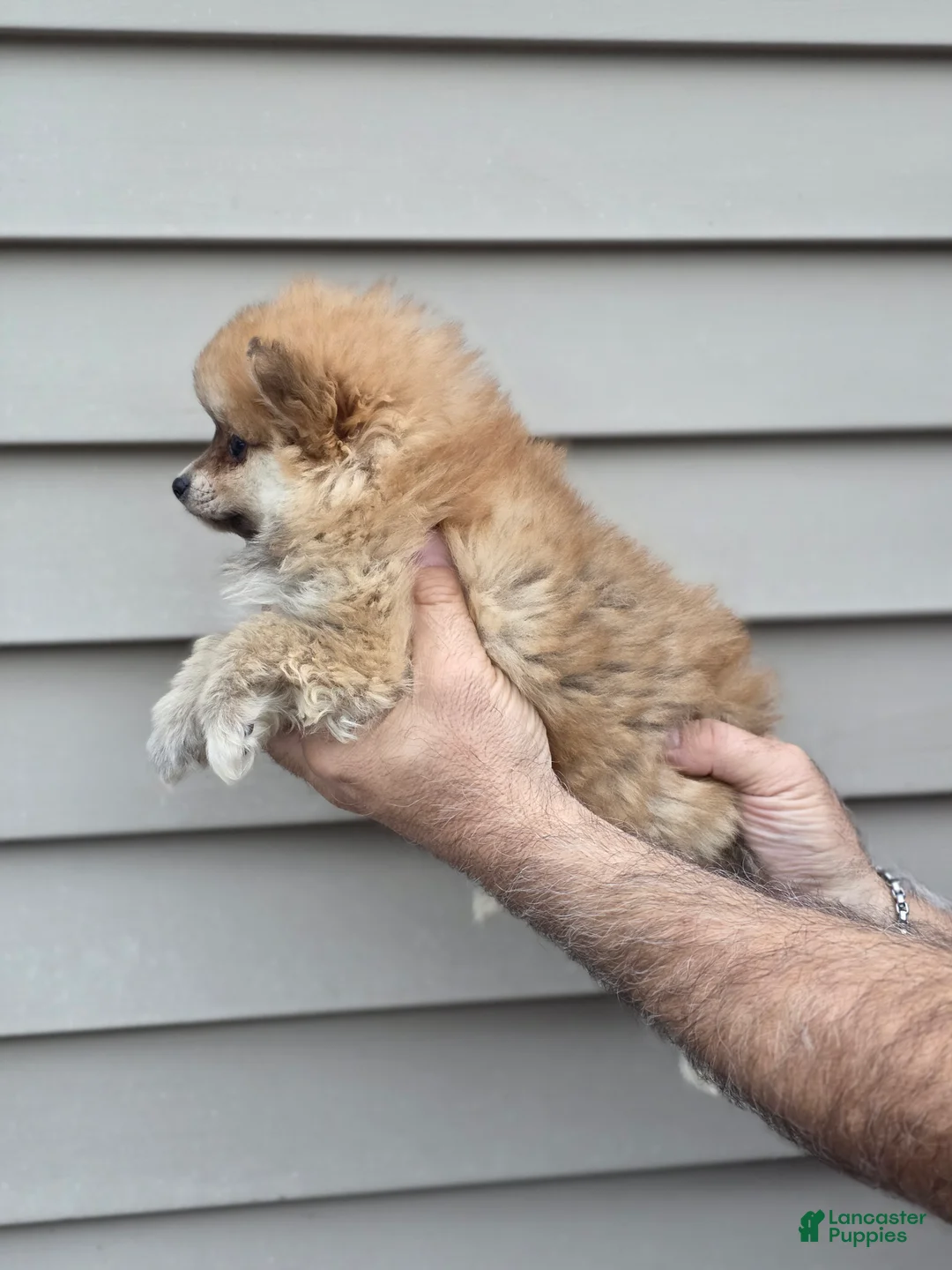 Pomeranian dogs for sale: Roxy  - Ad 2