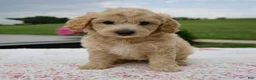 Aussiedoodle dogs for sale: Arrow - Ad 5