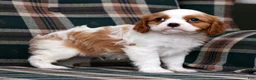 Cavalier King Charles Spaniel dogs for sale: Connor - Ad 2
