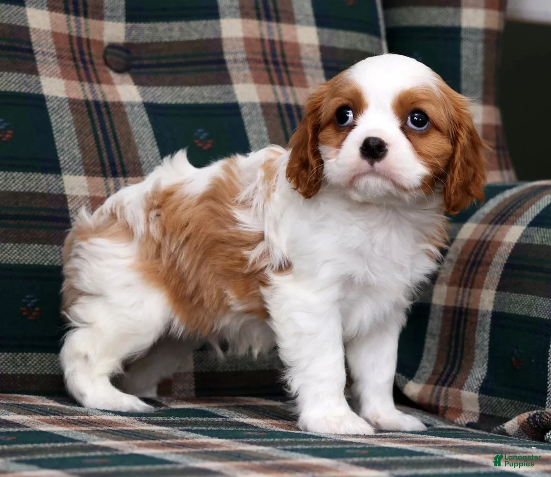 Cavalier King Charles Spaniel dogs for sale: Connor - Ad 2