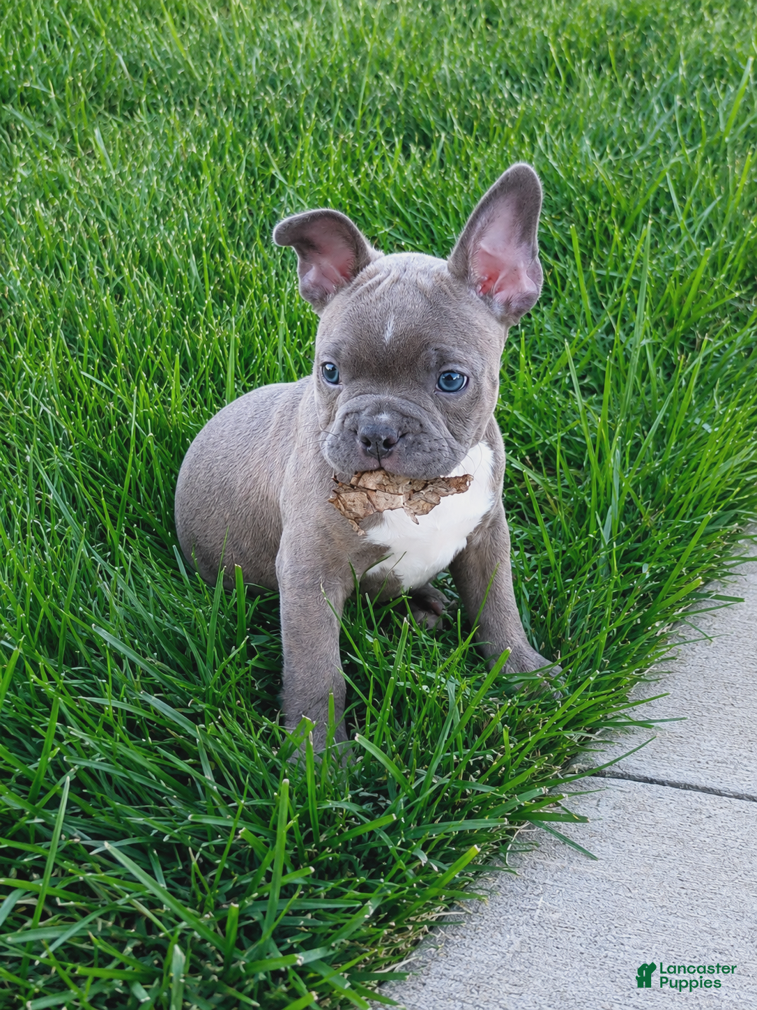 Frenchton dogs Bradon - Ad 2
