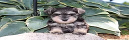 Miniature Schnauzer dogs for sale: Tina - Ad 9