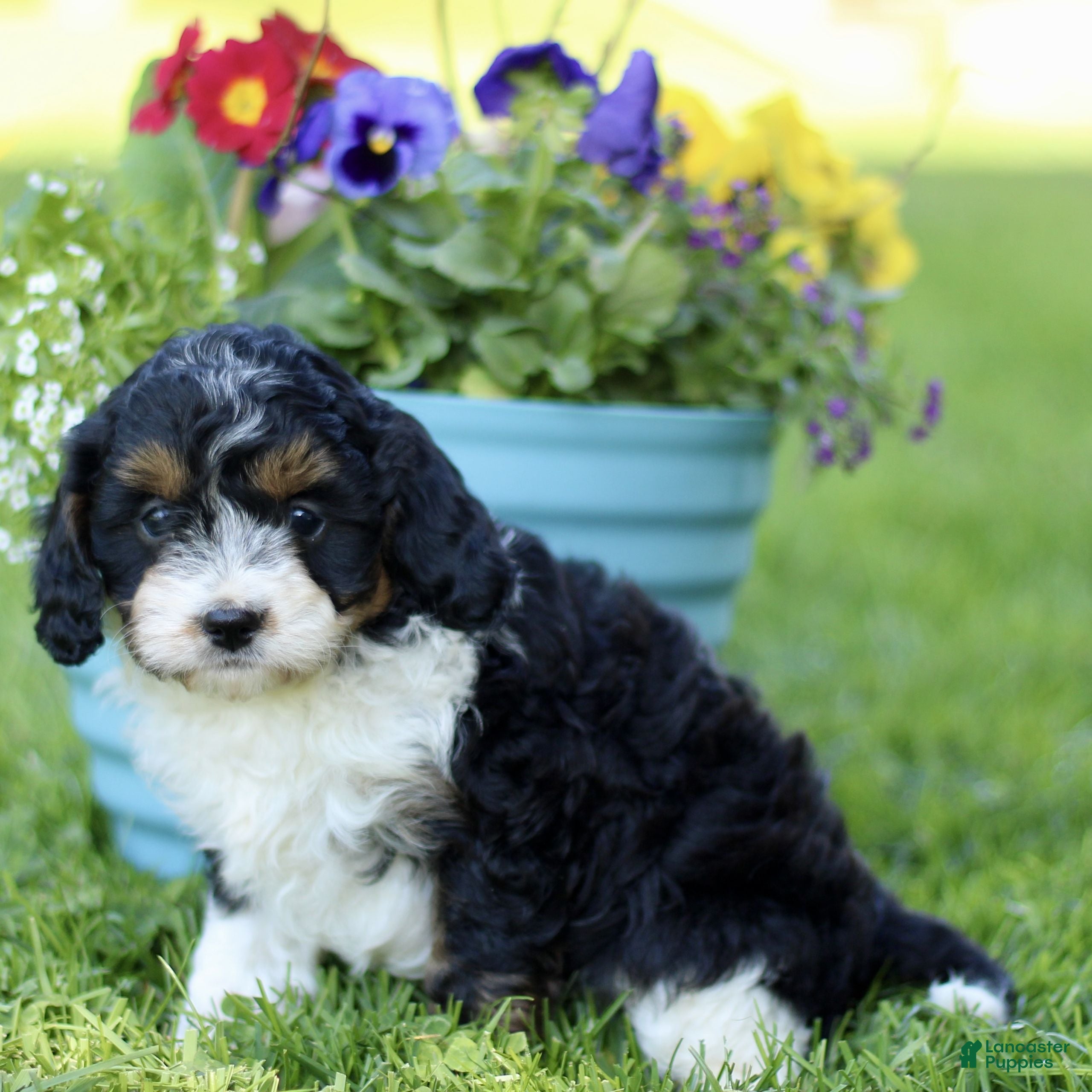 Cavapoo dogs for sale: Laura  - Ad 3
