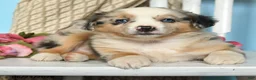Miniature Australian Shepherd dogs for sale: Polly - Ad 3