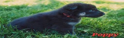 Mixed Breed dogs for sale: Poppy  - Ad 2