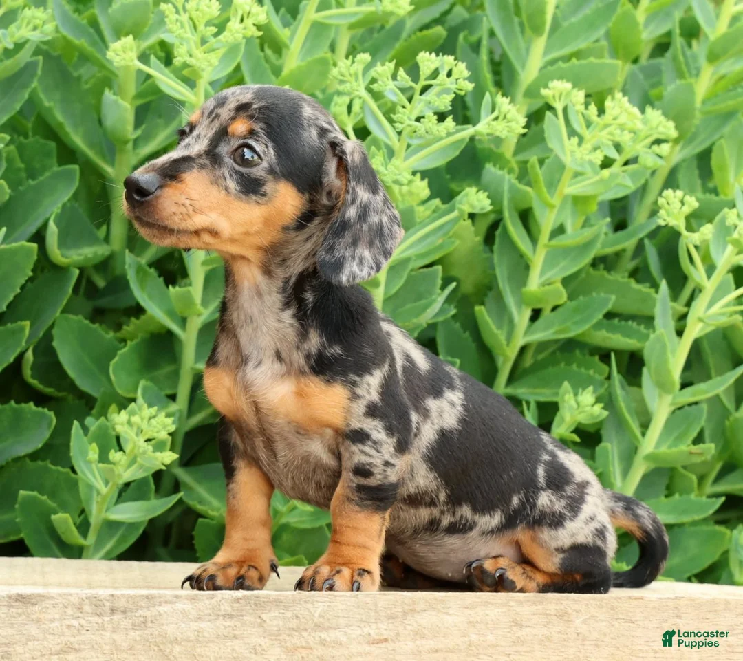 Miniature Dachshund dogs for sale: Jodi - Ad 2