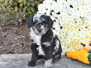 Miniature Poodle dogs - Ad 42