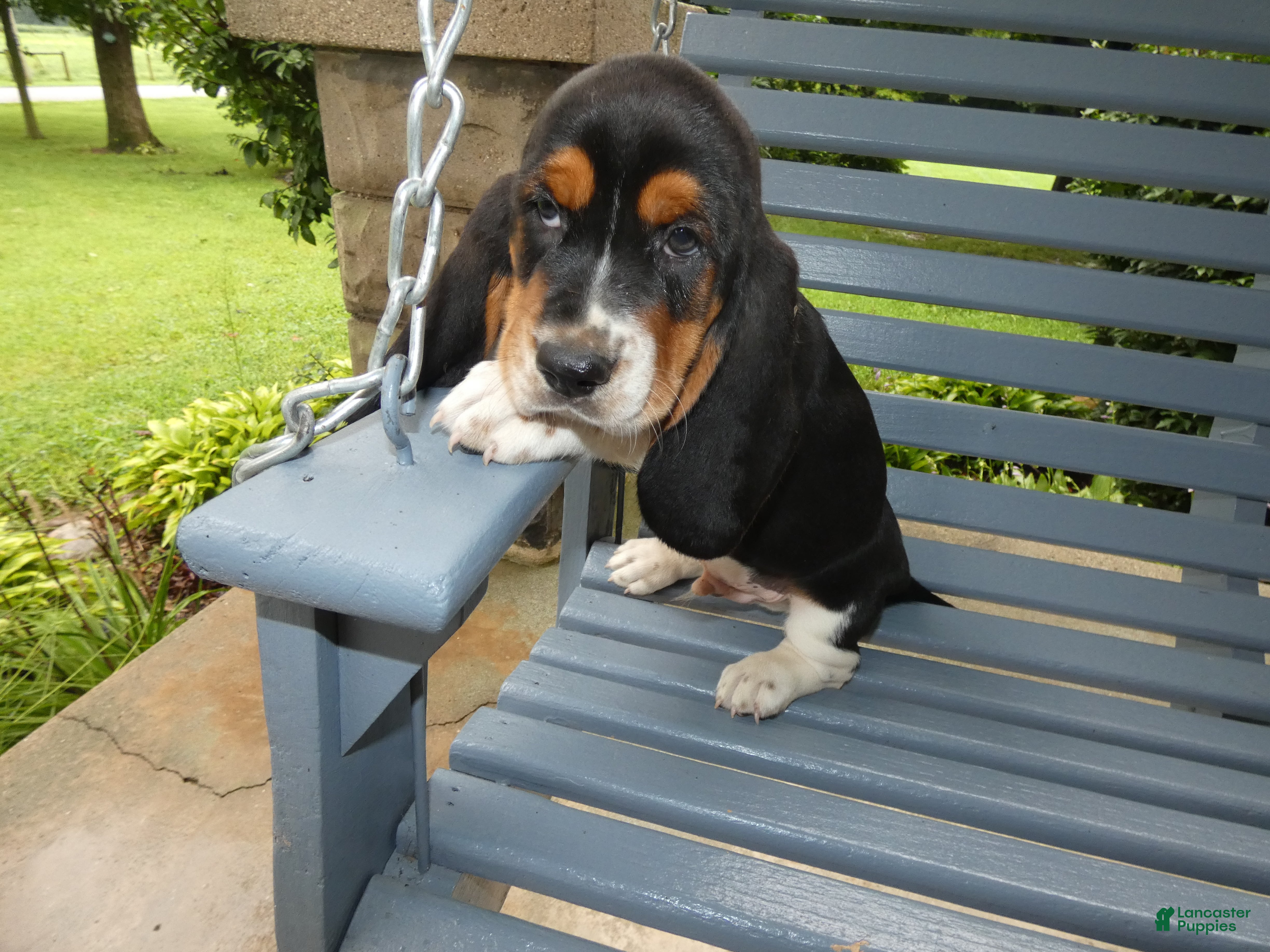 Basset Hound dogs Basset Hound 3 Kingston - Ad 16