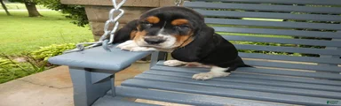 Basset Hound 3 Kingston