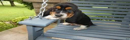 Basset Hound dogs for sale: Basset Hound 3 Kingston - Ad 1