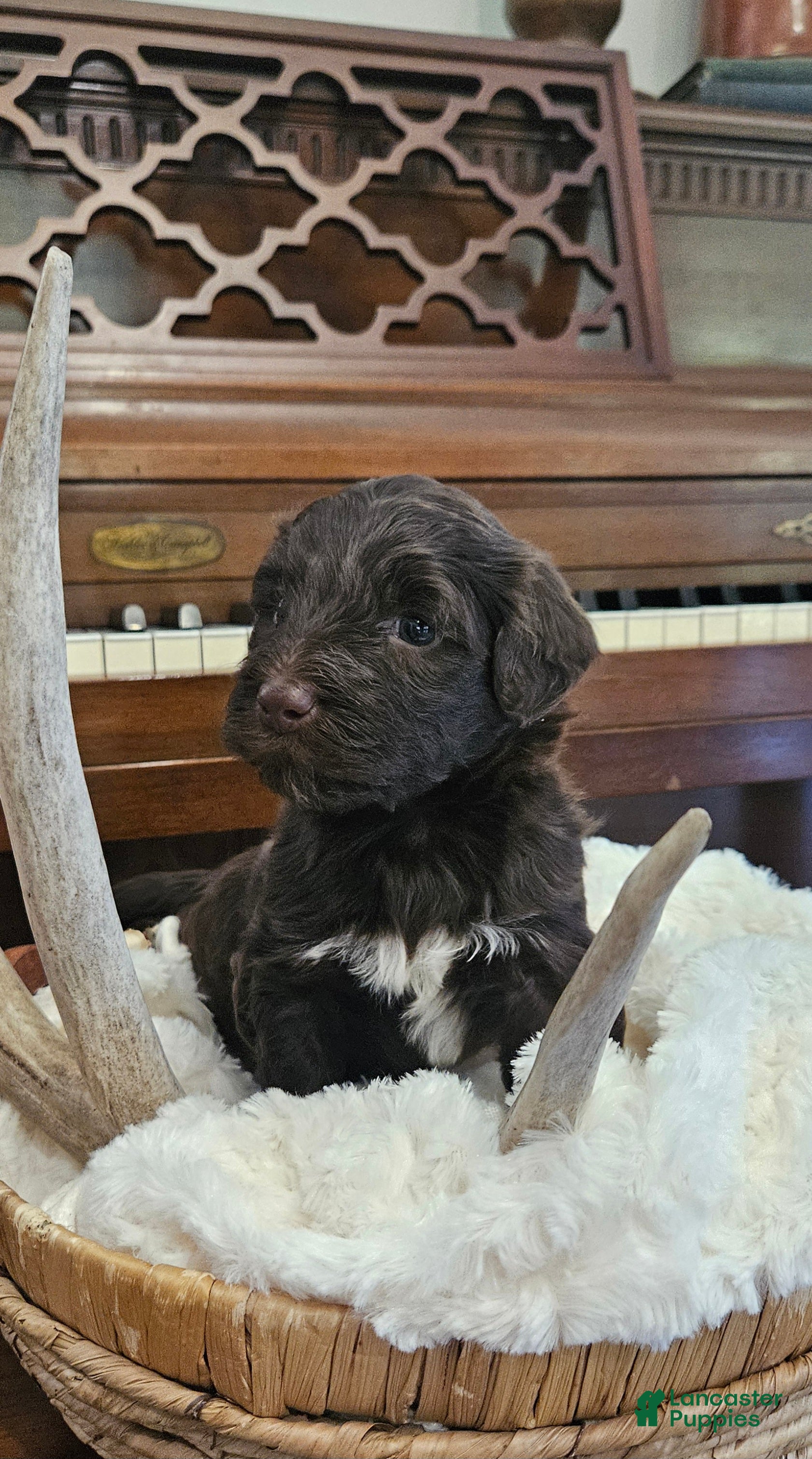 Portuguese Water Dog dogs for sale: Rosco - Ad 1