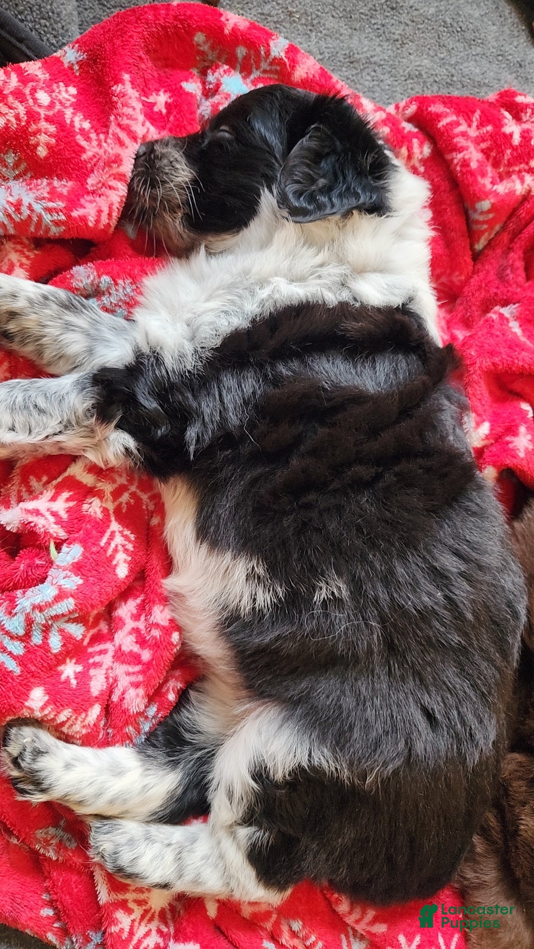 Miniature Australian Shepherd dogs Miniature Australian Shepherd Puppy 3 - Ad 32