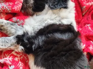 Miniature Australian Shepherd dogs Miniature Australian Shepherd Puppy 3 - Ad 32