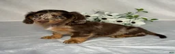 Miniature Dachshund dogs for sale: Logan - Ad 3
