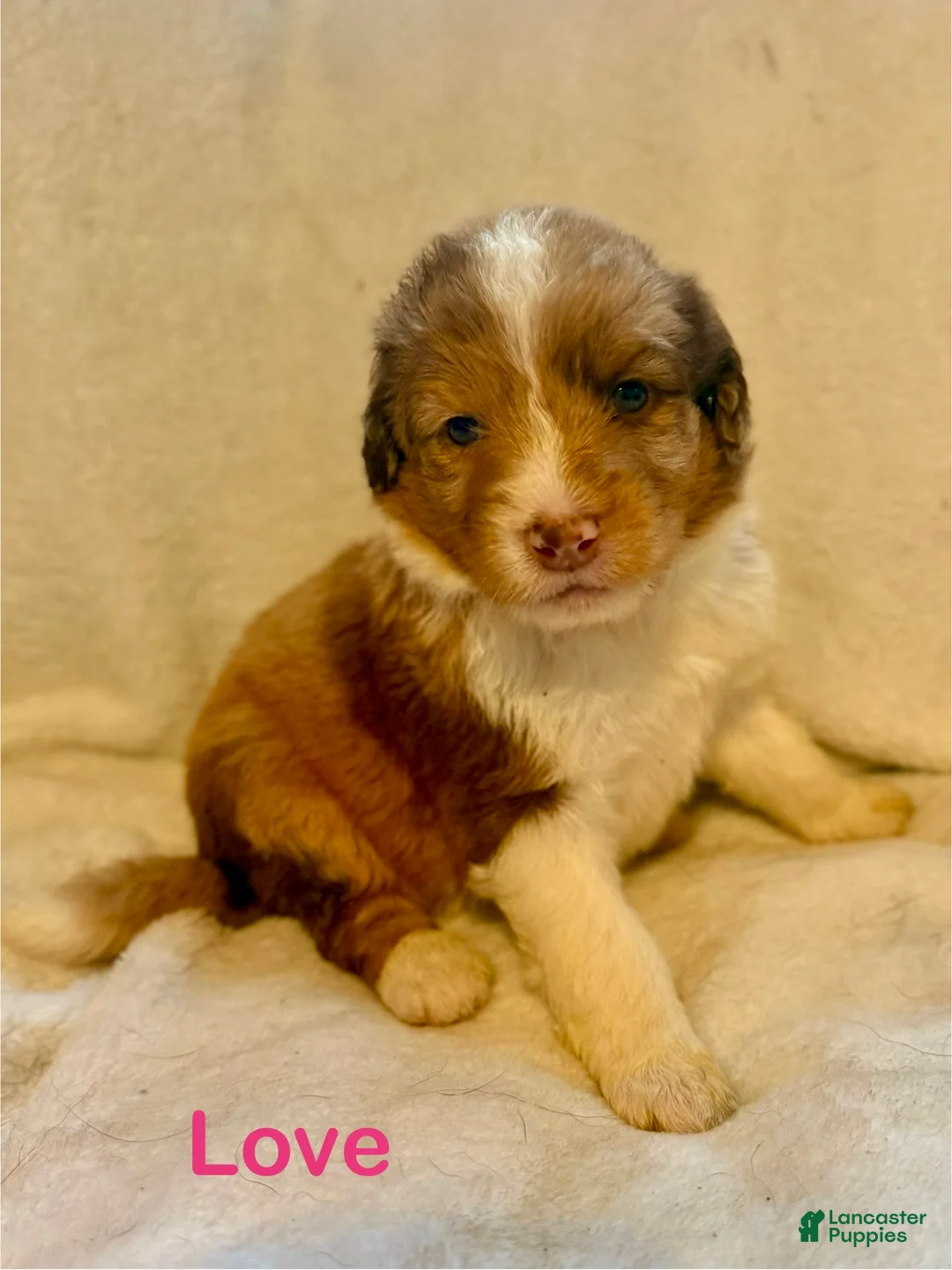 Aussiedoodle dogs for sale: Love - Ad 1