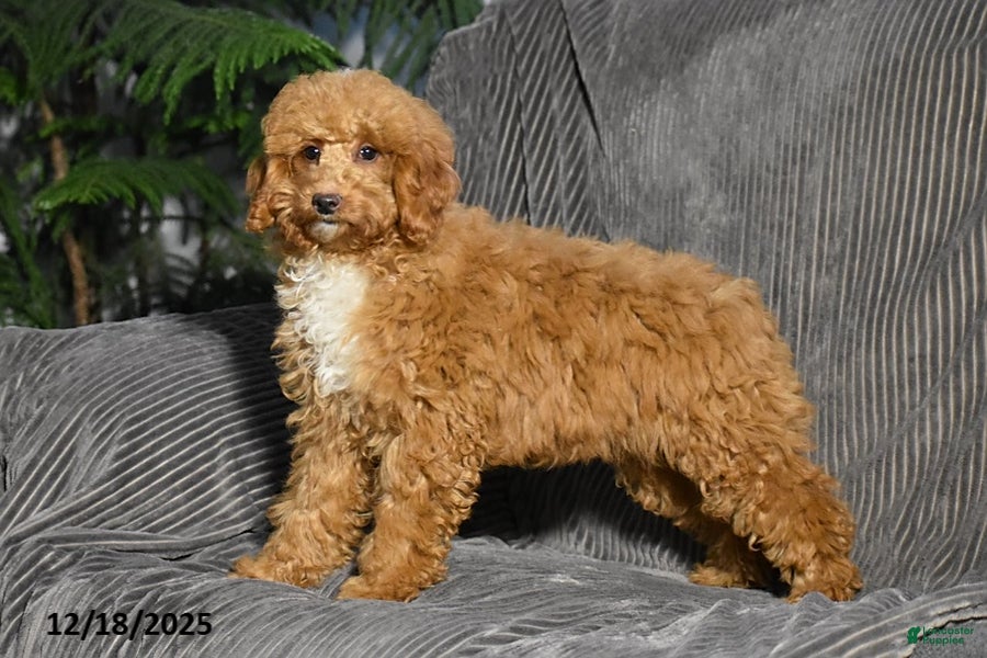 Miniature Poodle dogs Kalyn - Ad 2