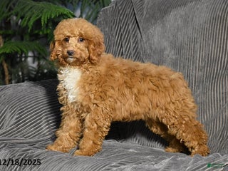 Miniature Poodle dogs Kalyn - Ad 10