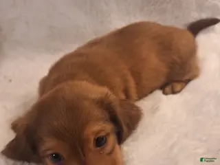 Miniature Dachshund dogs Rusty - Ad 17