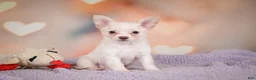 Chihuahua dogs for sale: DUKE - Ad 1
