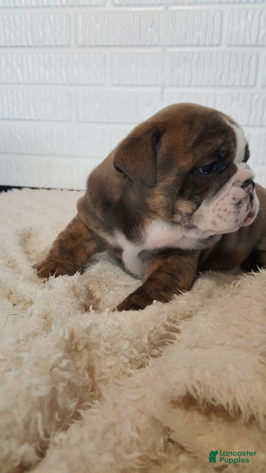 English Bulldog dogs for sale: Ace - Ad 3