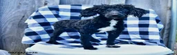 Toy Poodle dogs for sale: Tyler - Ad 3