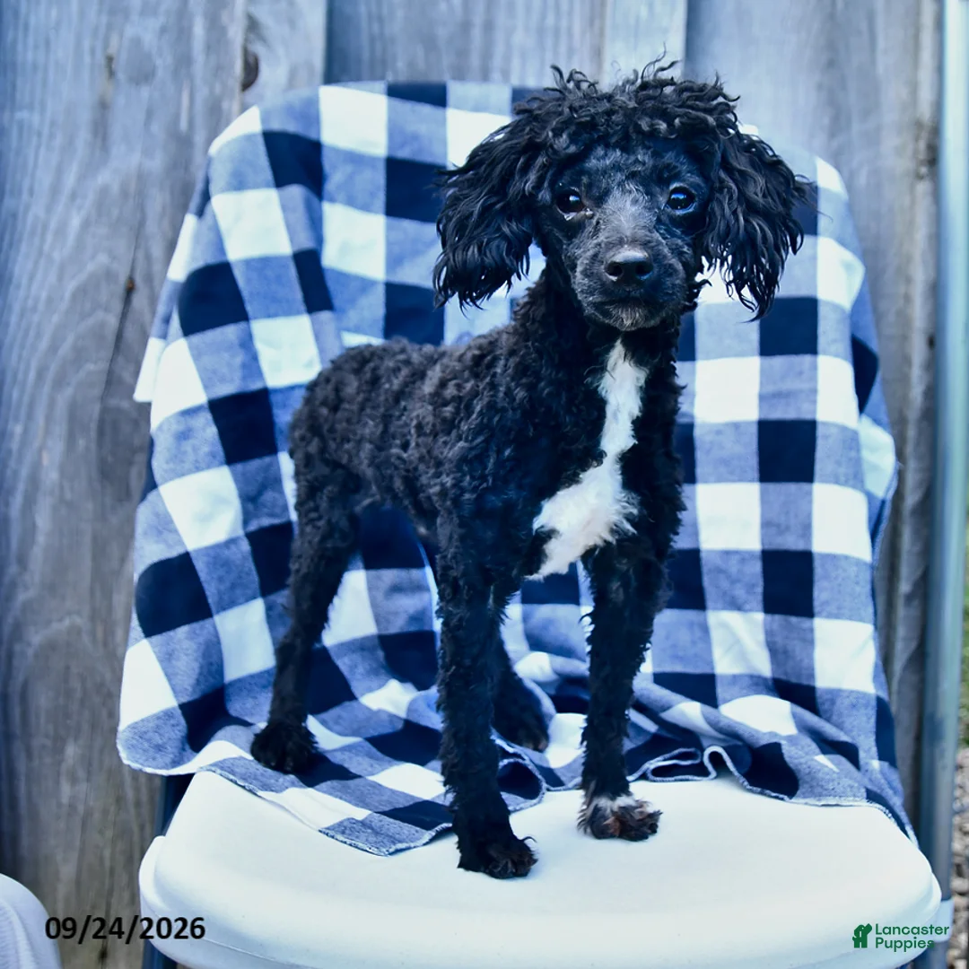 Toy Poodle dogs for sale: Tyler - Ad 3