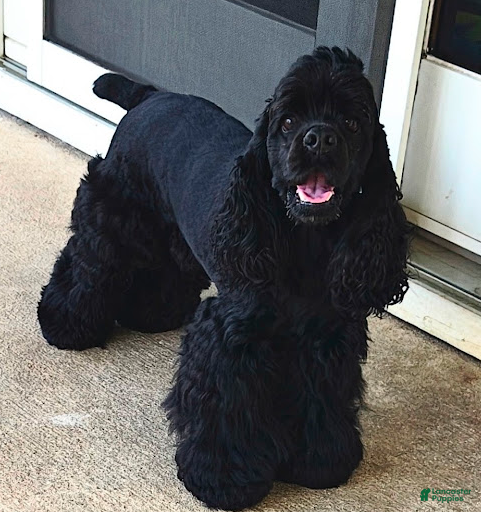 Cocker Spaniel dogs Giovanni  - Ad 28