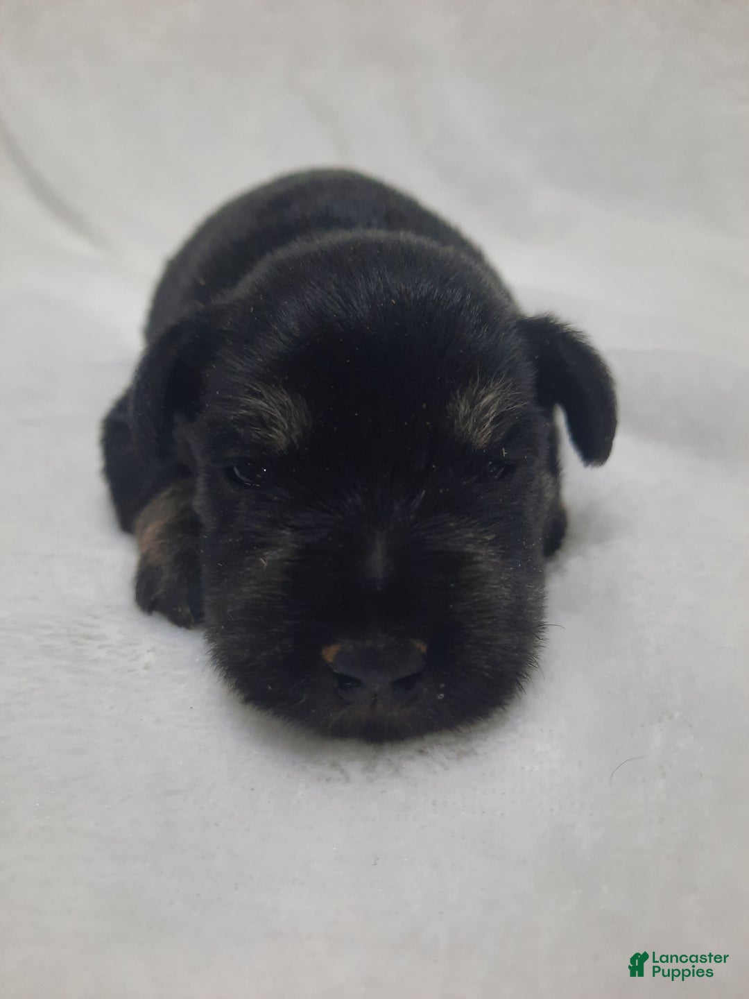Miniature Schnauzer dogs for sale: AKC Peanut - Ad 3